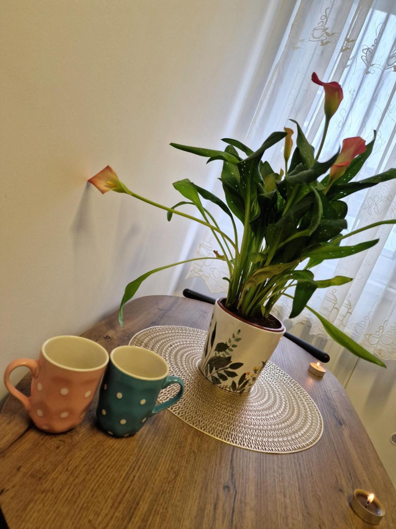 Studio&Garden! Roşu Eksteriør bilde