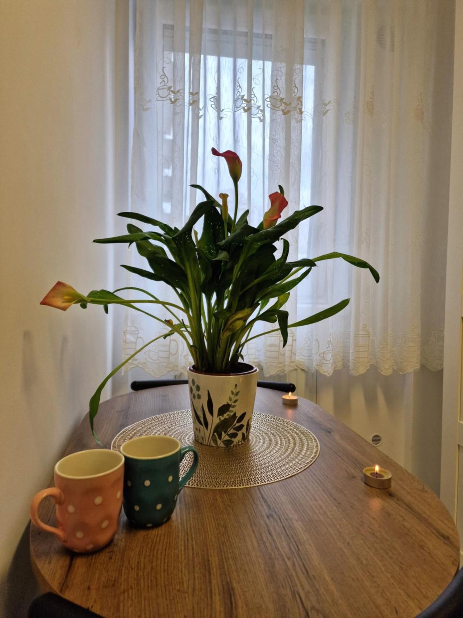 Studio&Garden! Roşu Eksteriør bilde